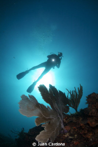 sea fan & diver by Juan Cardona 